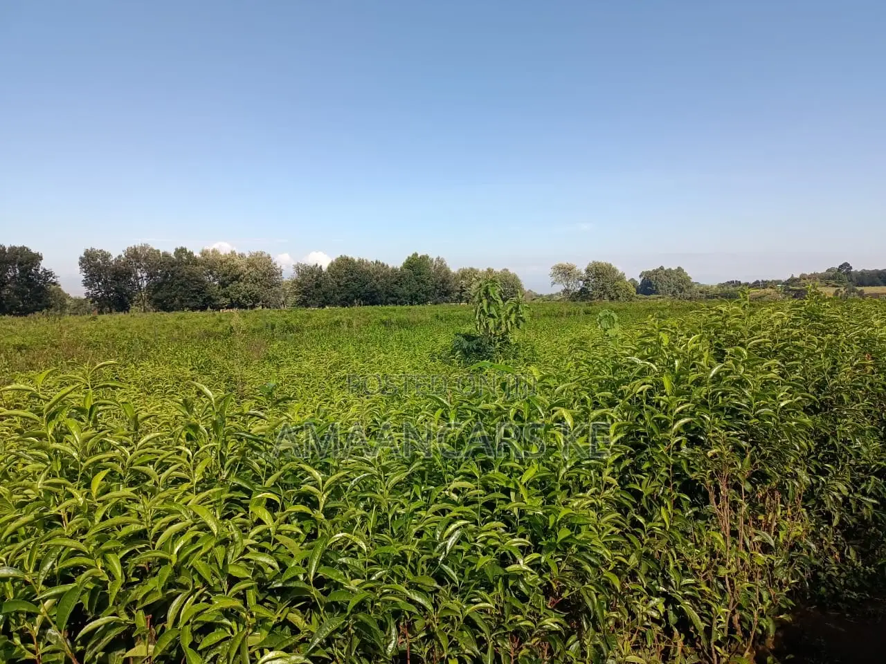 1,511 Acres Land For Sale In Bahati Nakuru