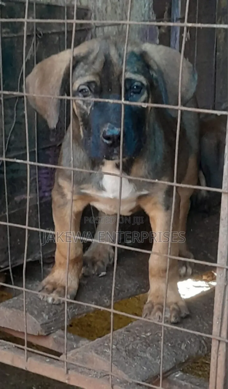 1-3 months Male Purebred Boerboel
