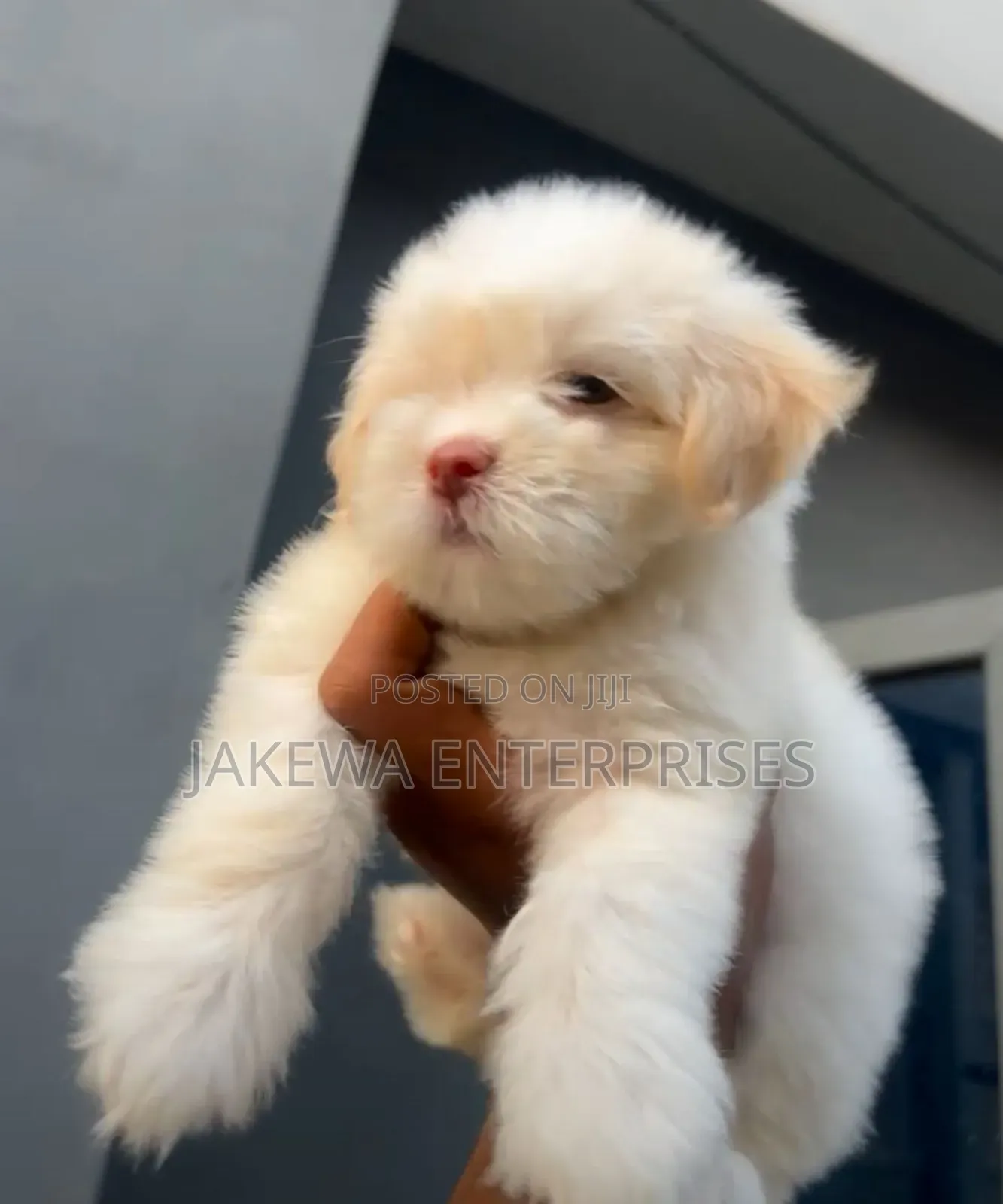 1-3 months Male Purebred Havanese