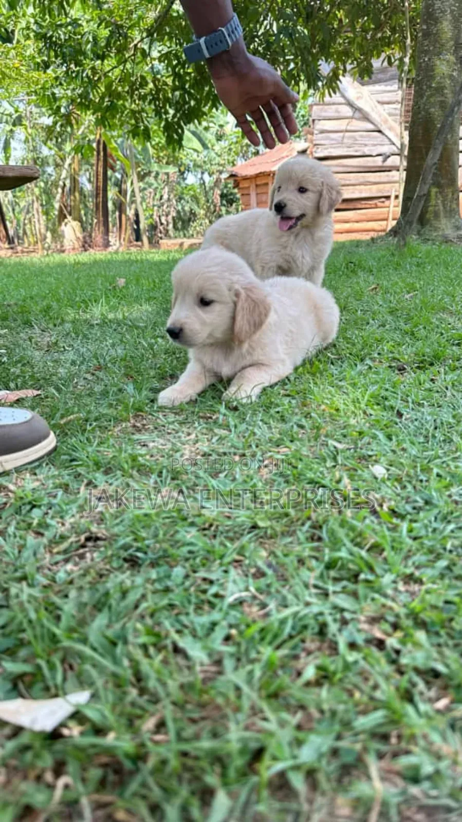 1-3 months Male Purebred Golden Retriever