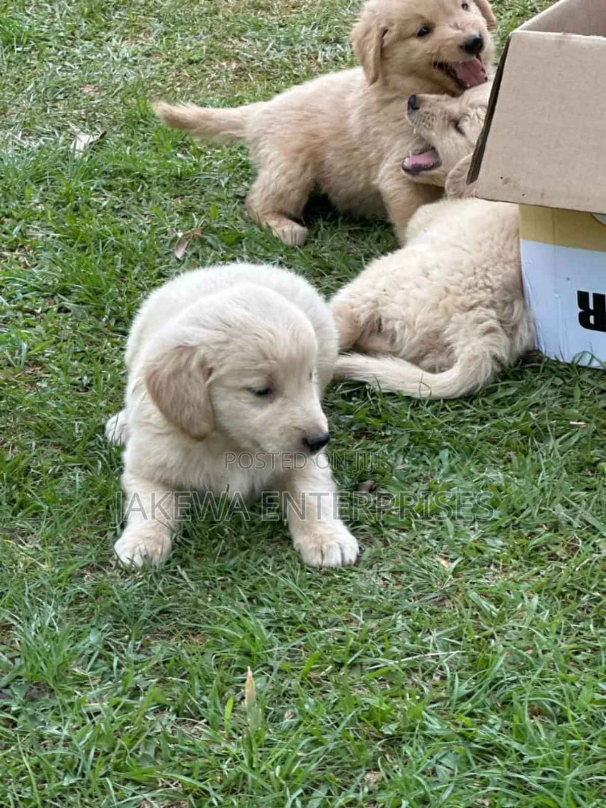 1-3 months Female Purebred Golden Retriever