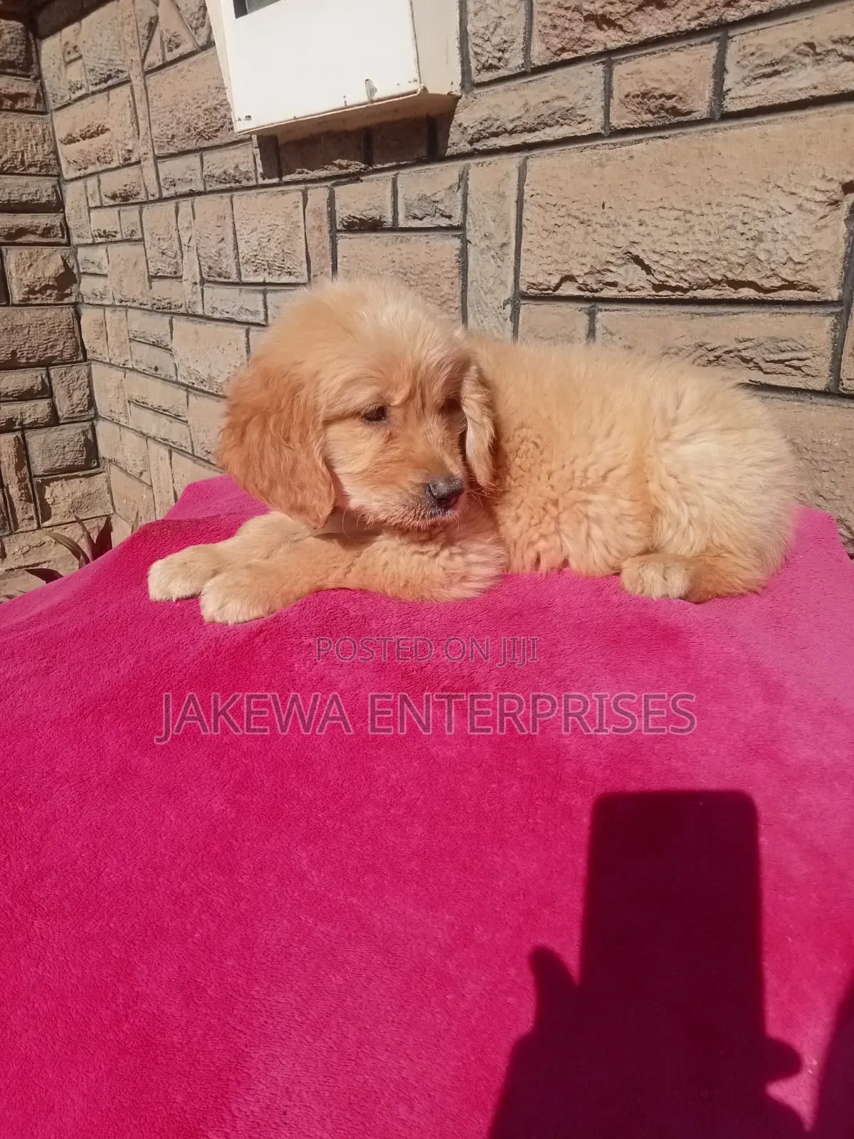 1-3 months Male Purebred Golden Retriever