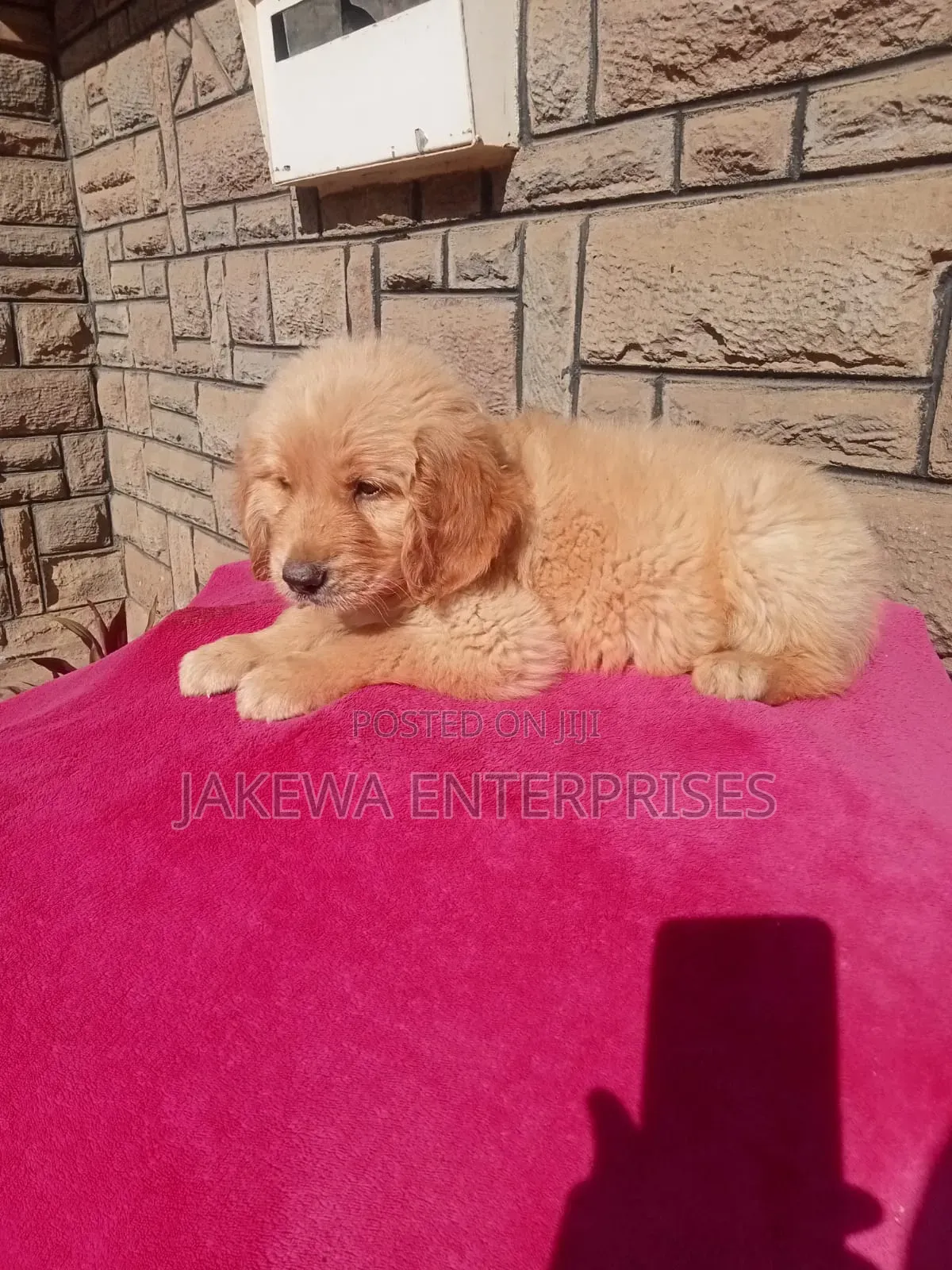 1-3 months Female Purebred Golden Retriever