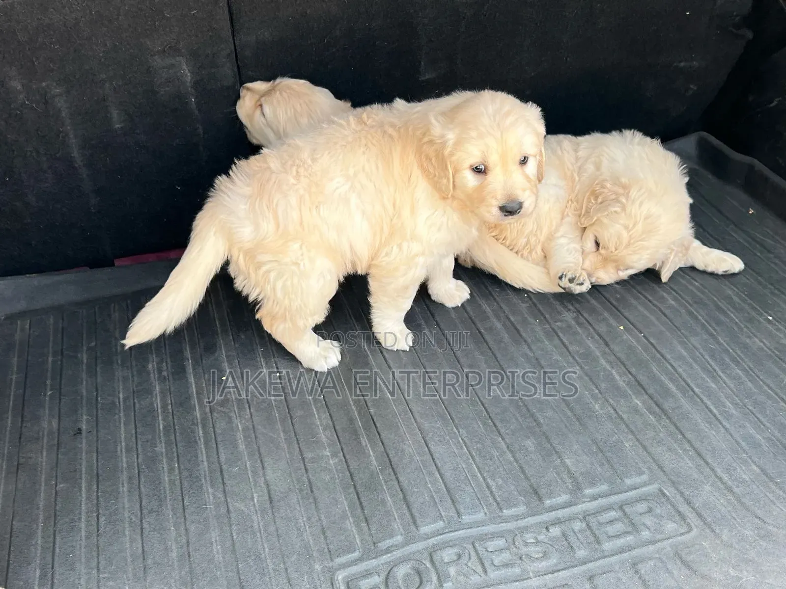 1-3 months Male Purebred Golden Retriever