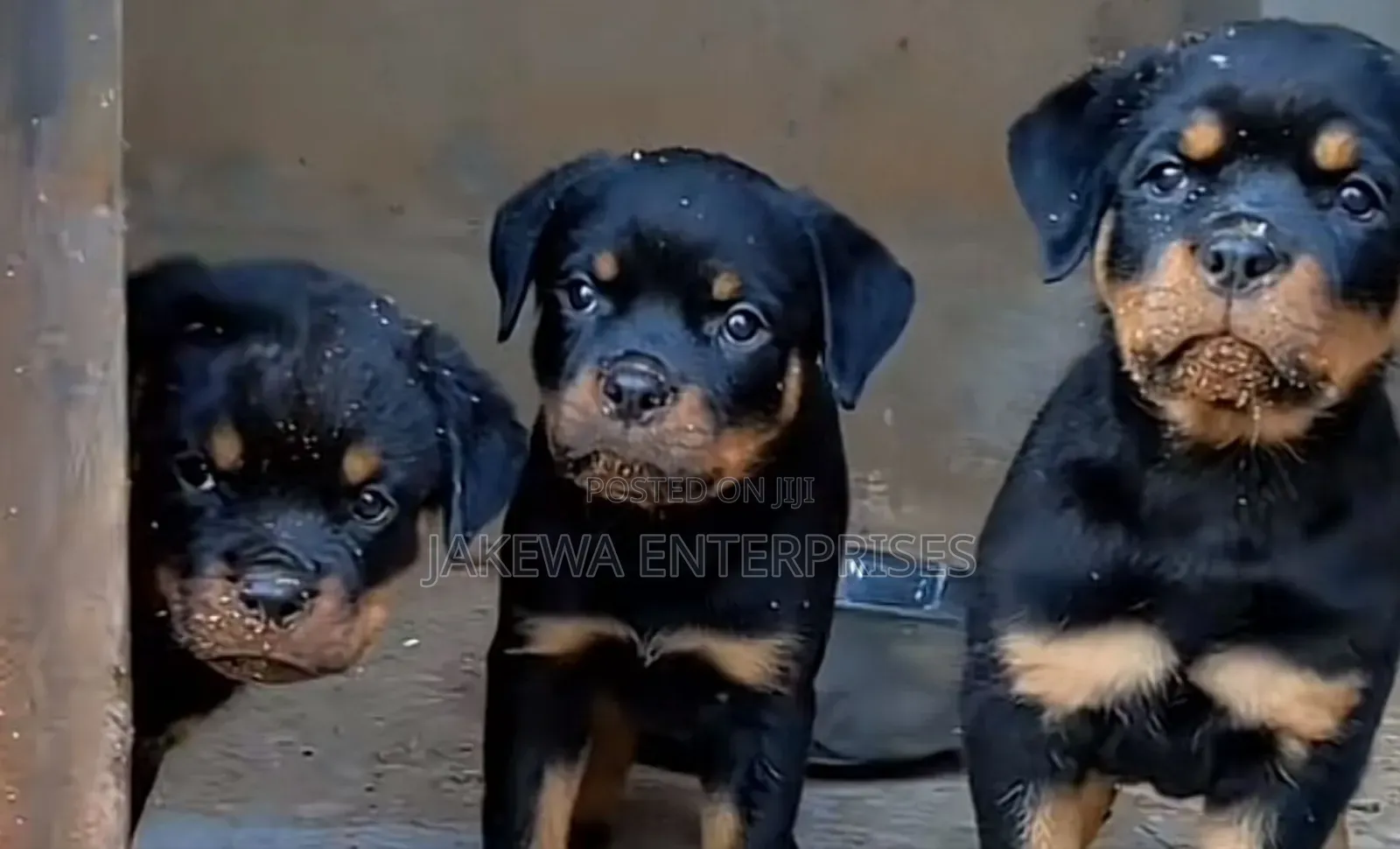 1-3 months Male Purebred Rottweiler