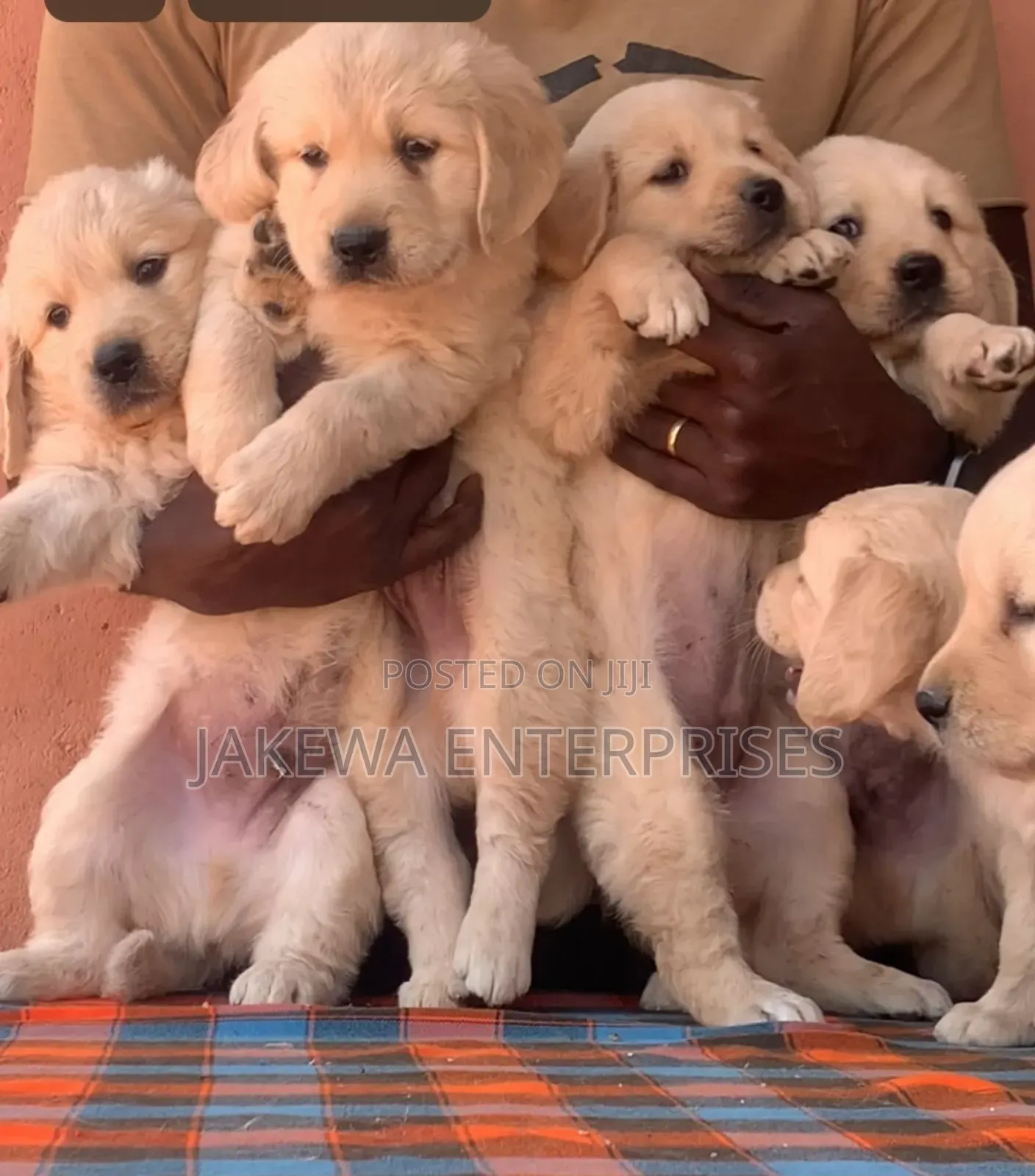 1-3 months Female Purebred Golden Retriever