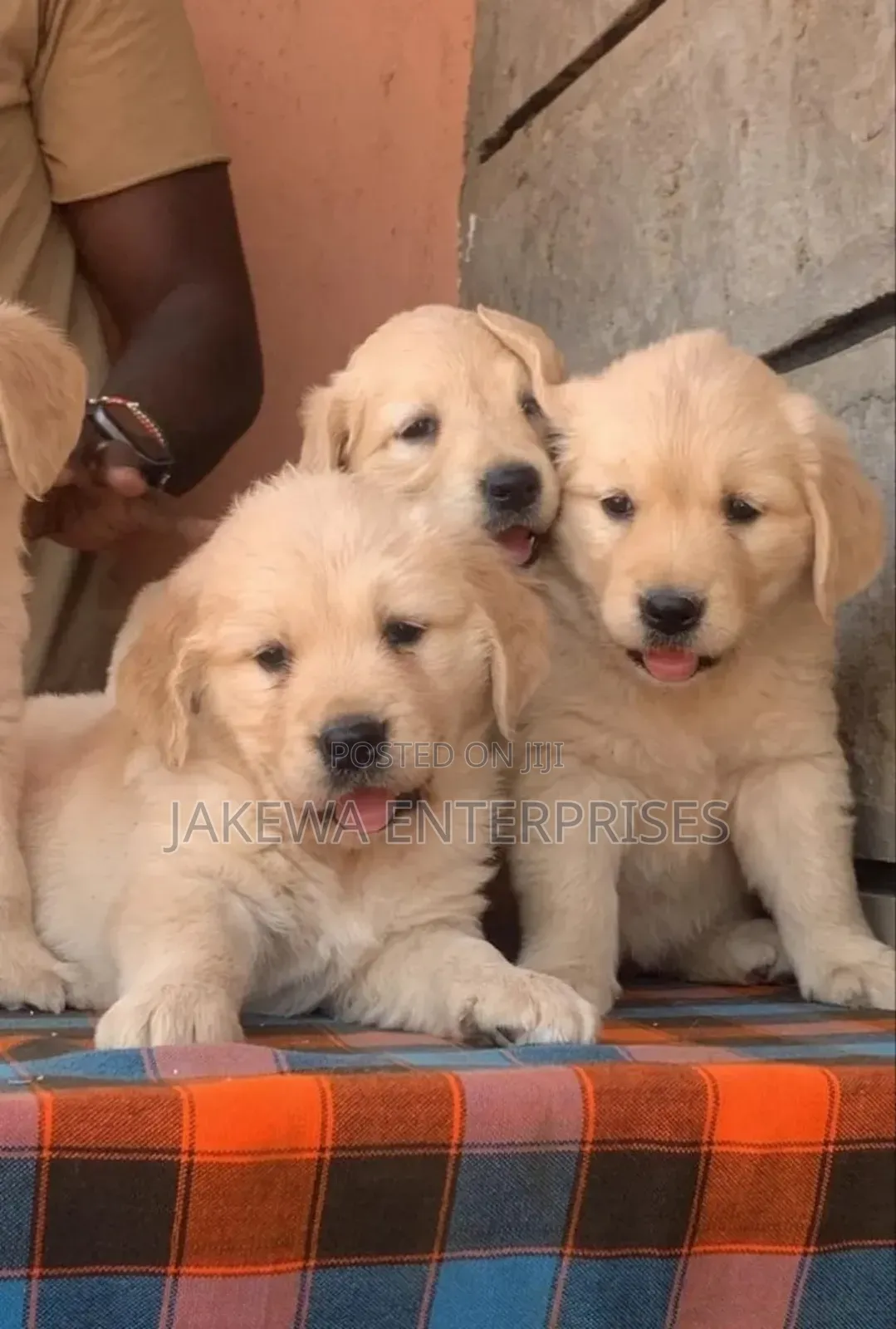 1-3 months Male Purebred Golden Retriever