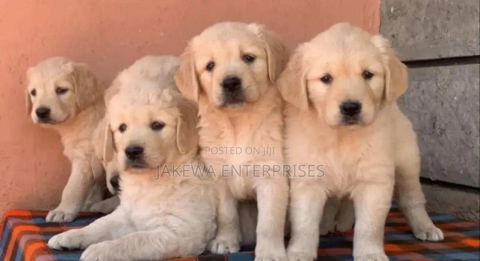 1-3 months Female Purebred Golden Retriever