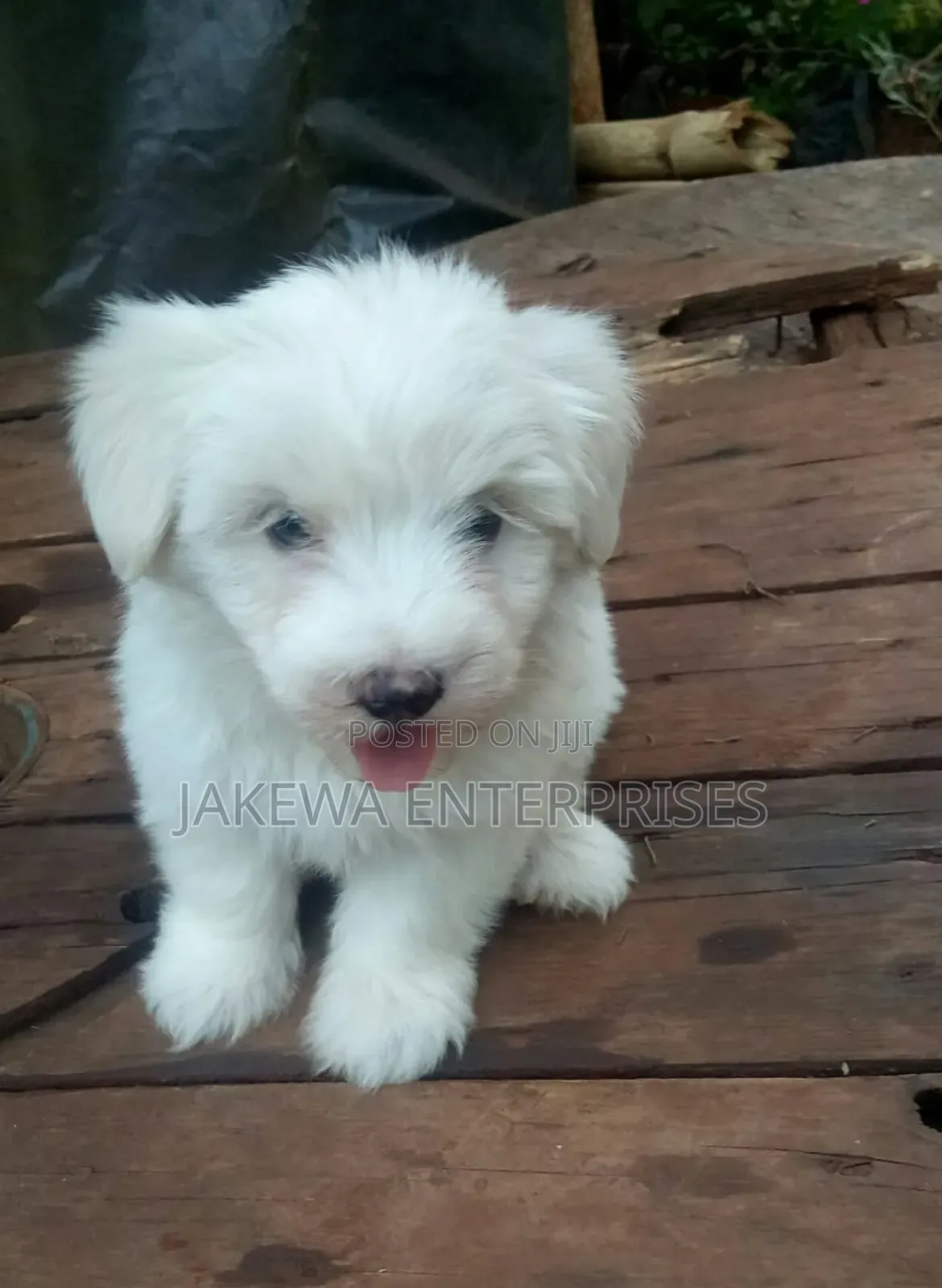 1-3 months Female Purebred Havanese