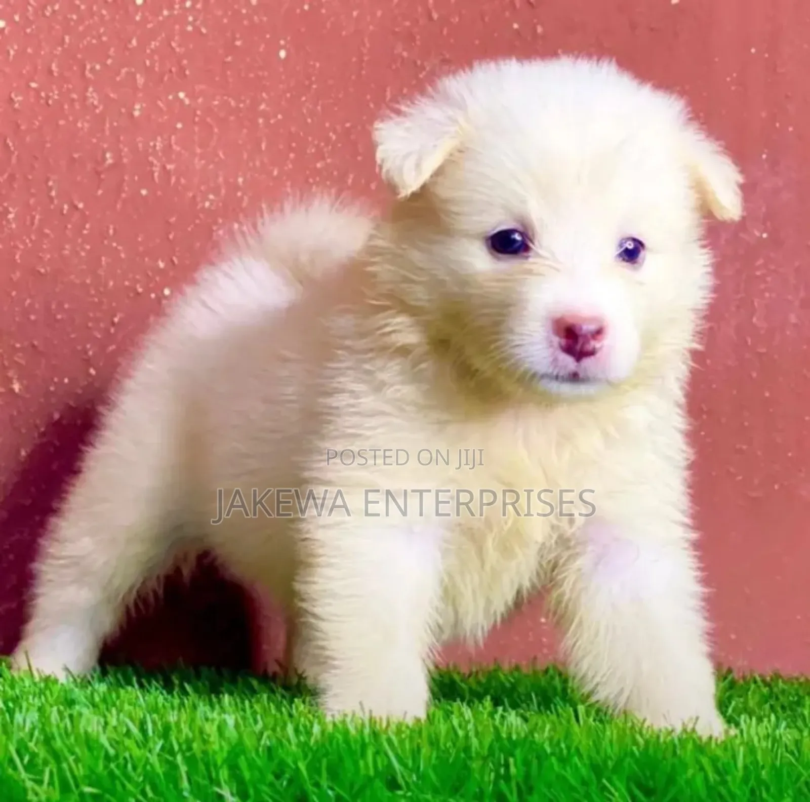 1-3 months Female Purebred Havanese