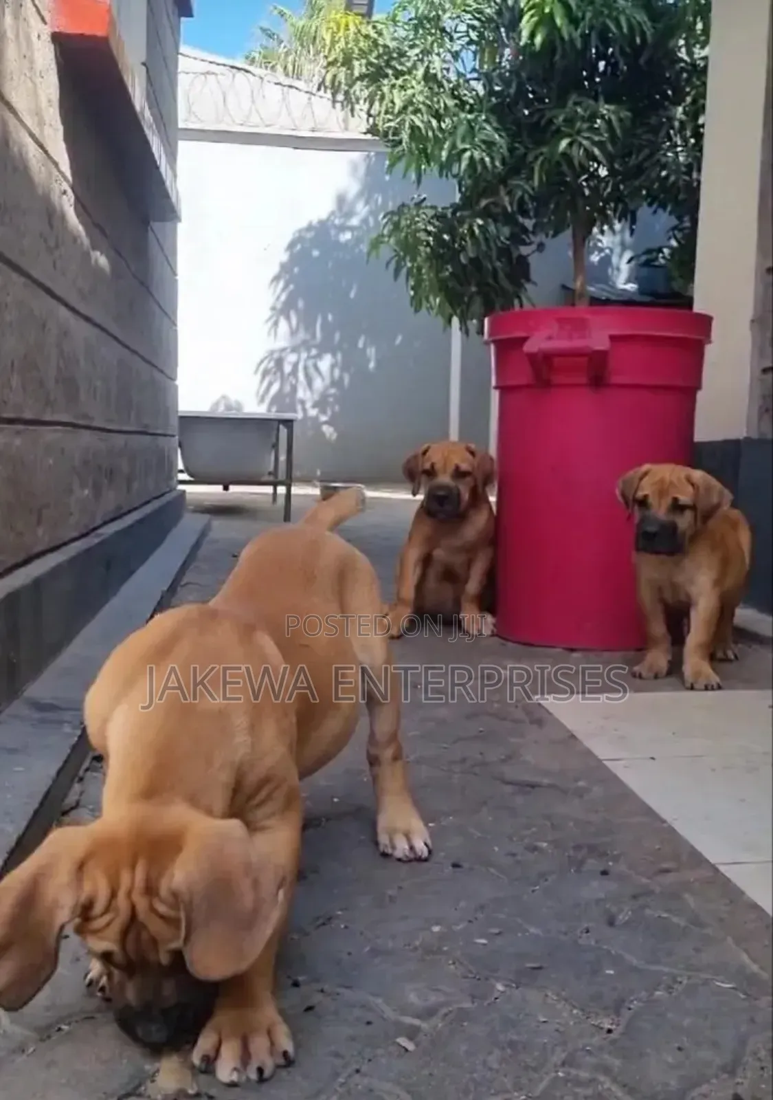 1-3 months Female Purebred Boerboel