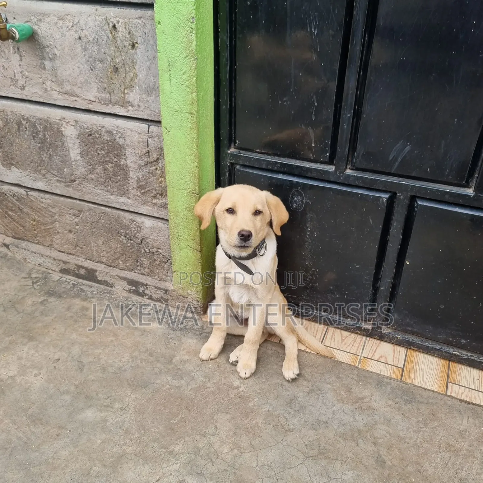 1-3 months Female Purebred Labrador Retriever