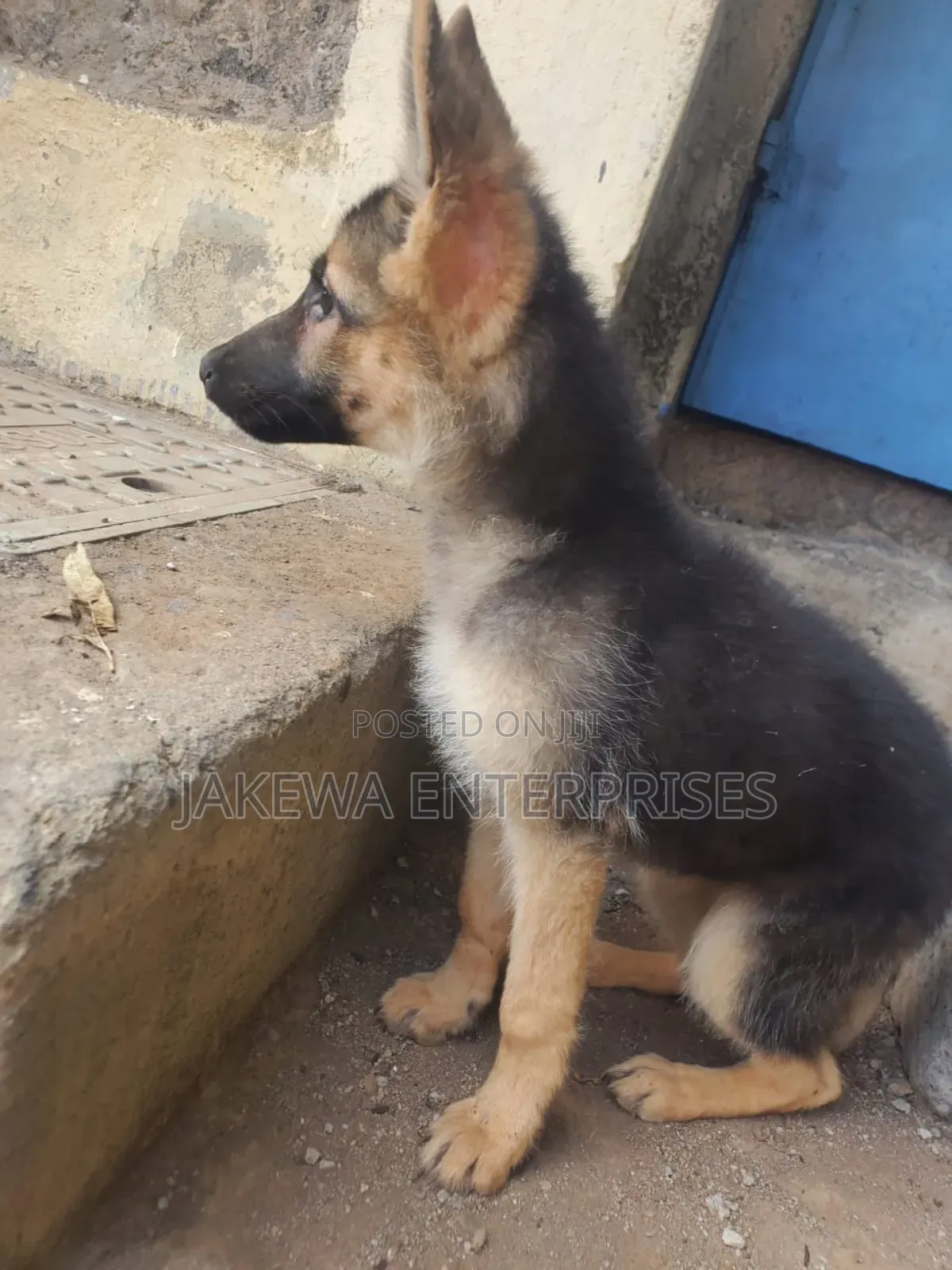 1-3 months Male Purebred German Shepherd