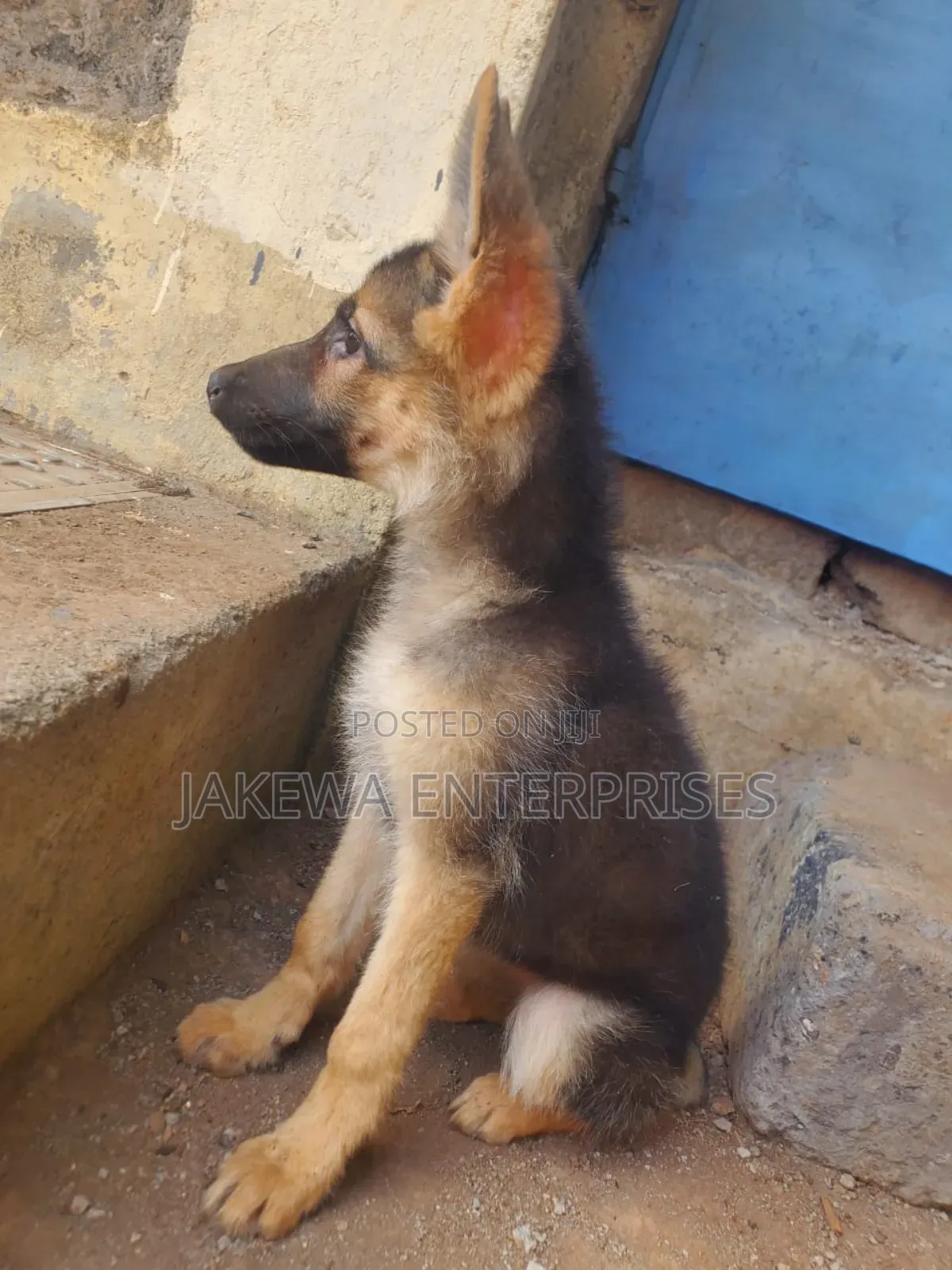 1-3 months Male Purebred German Shepherd