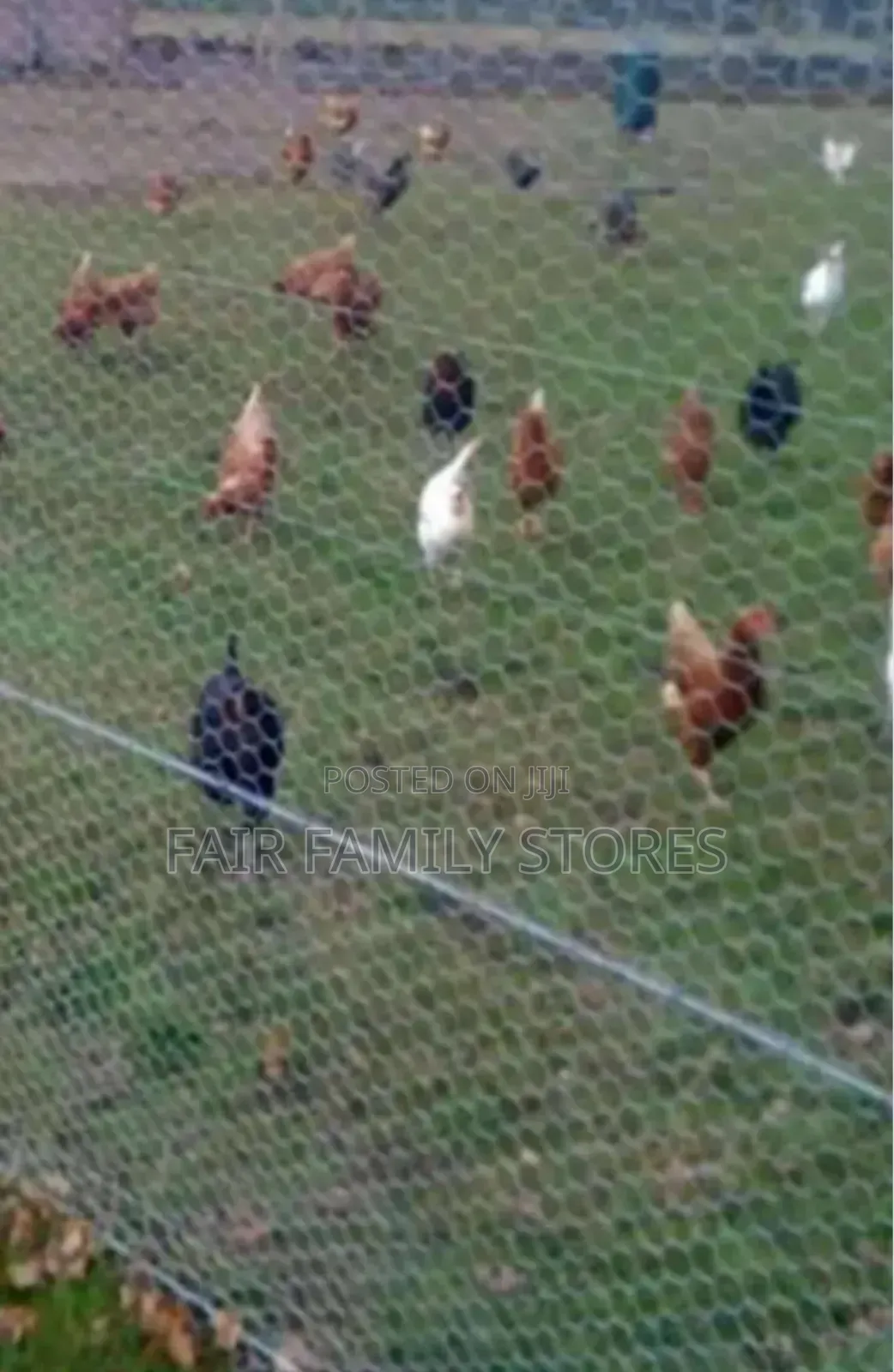 Chicken Wire Mesh