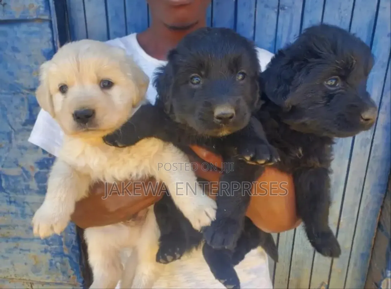 1-3 months Female Purebred Labrador Retriever