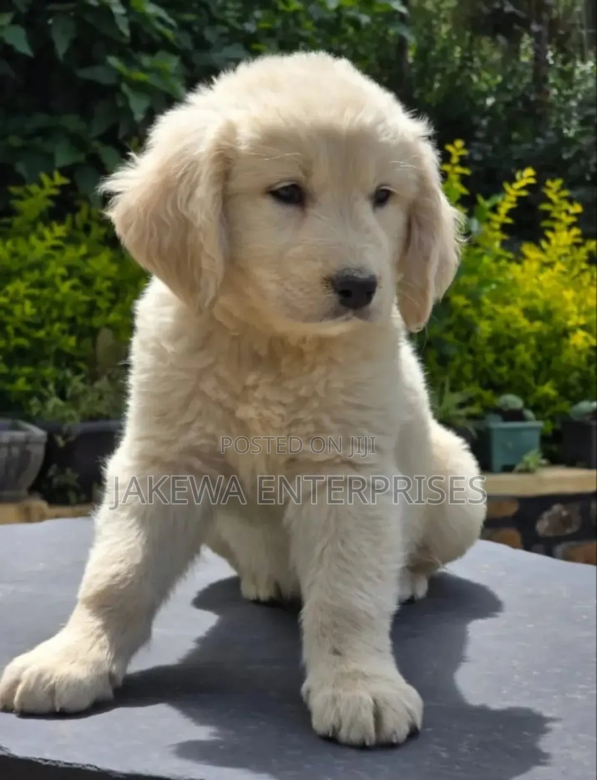 1-3 months Male Purebred Golden Retriever