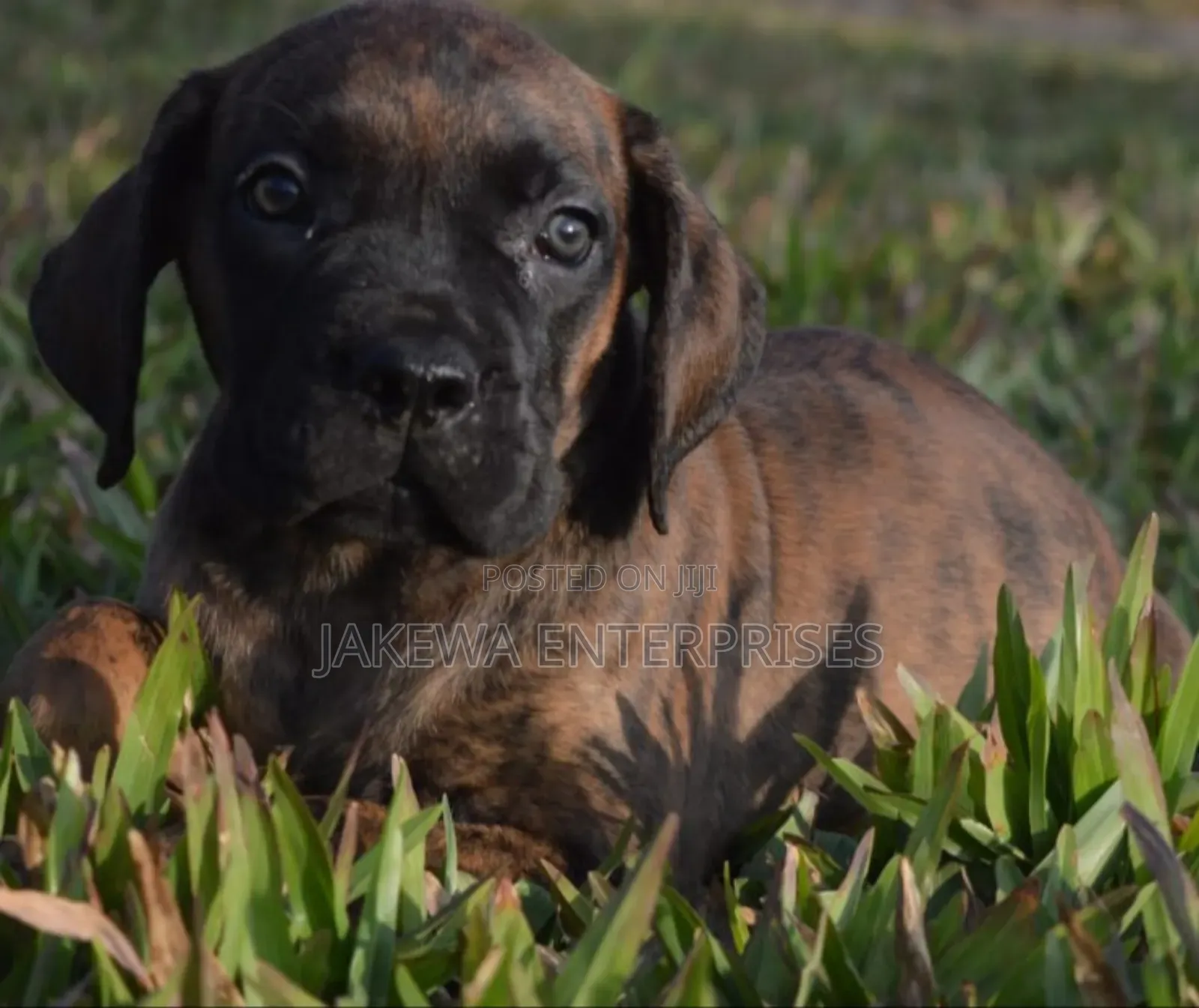 1-3 months Female Purebred Boerboel