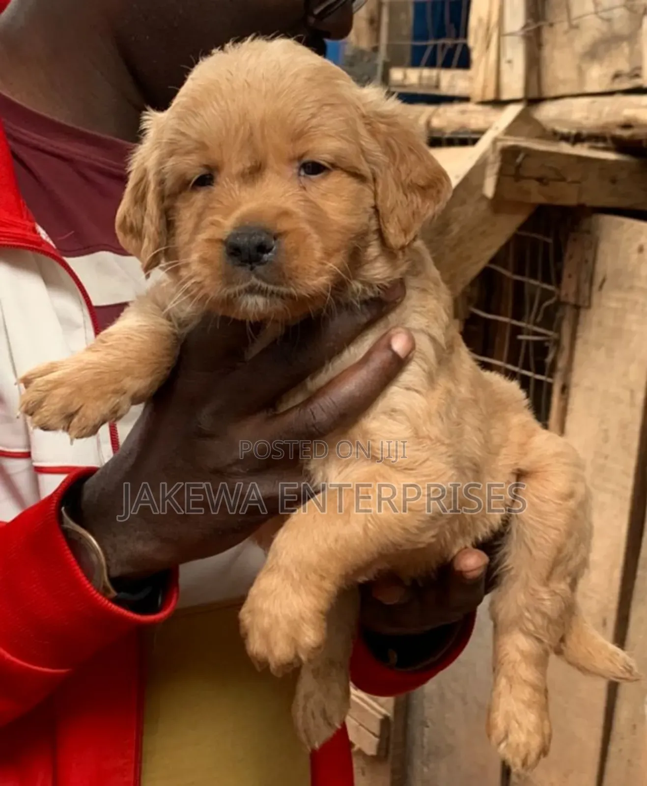 1-3 months Male Purebred Golden Retriever
