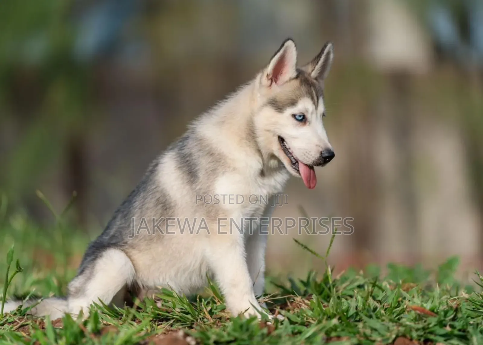 1-3 months Male Purebred Siberian Husky