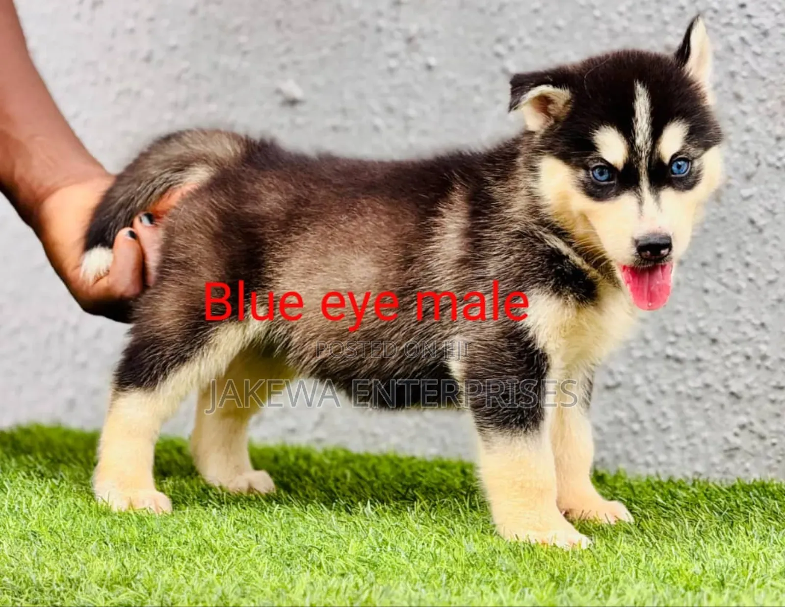 1-3 months Male Purebred Siberian Husky
