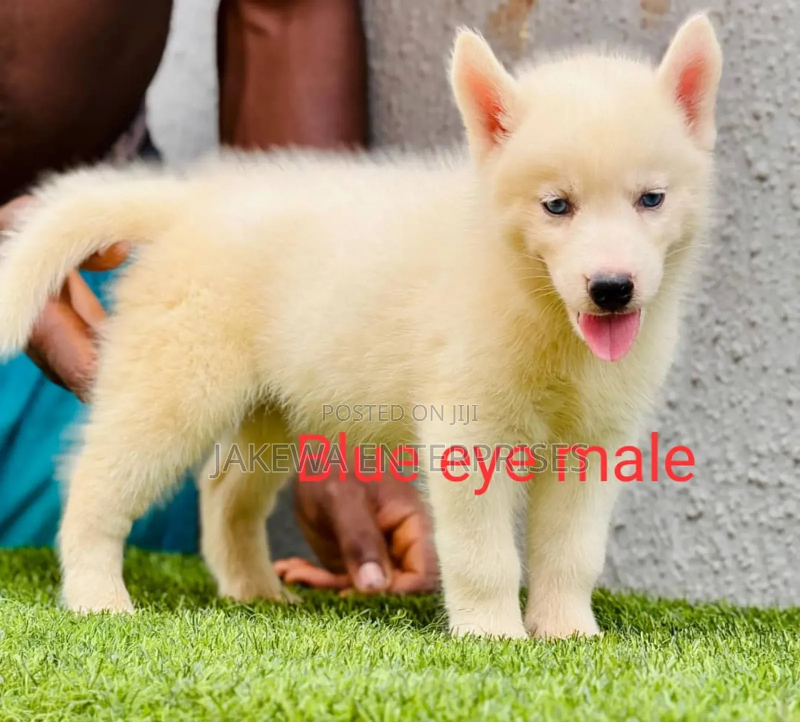 1-3 months Male Purebred Siberian Husky
