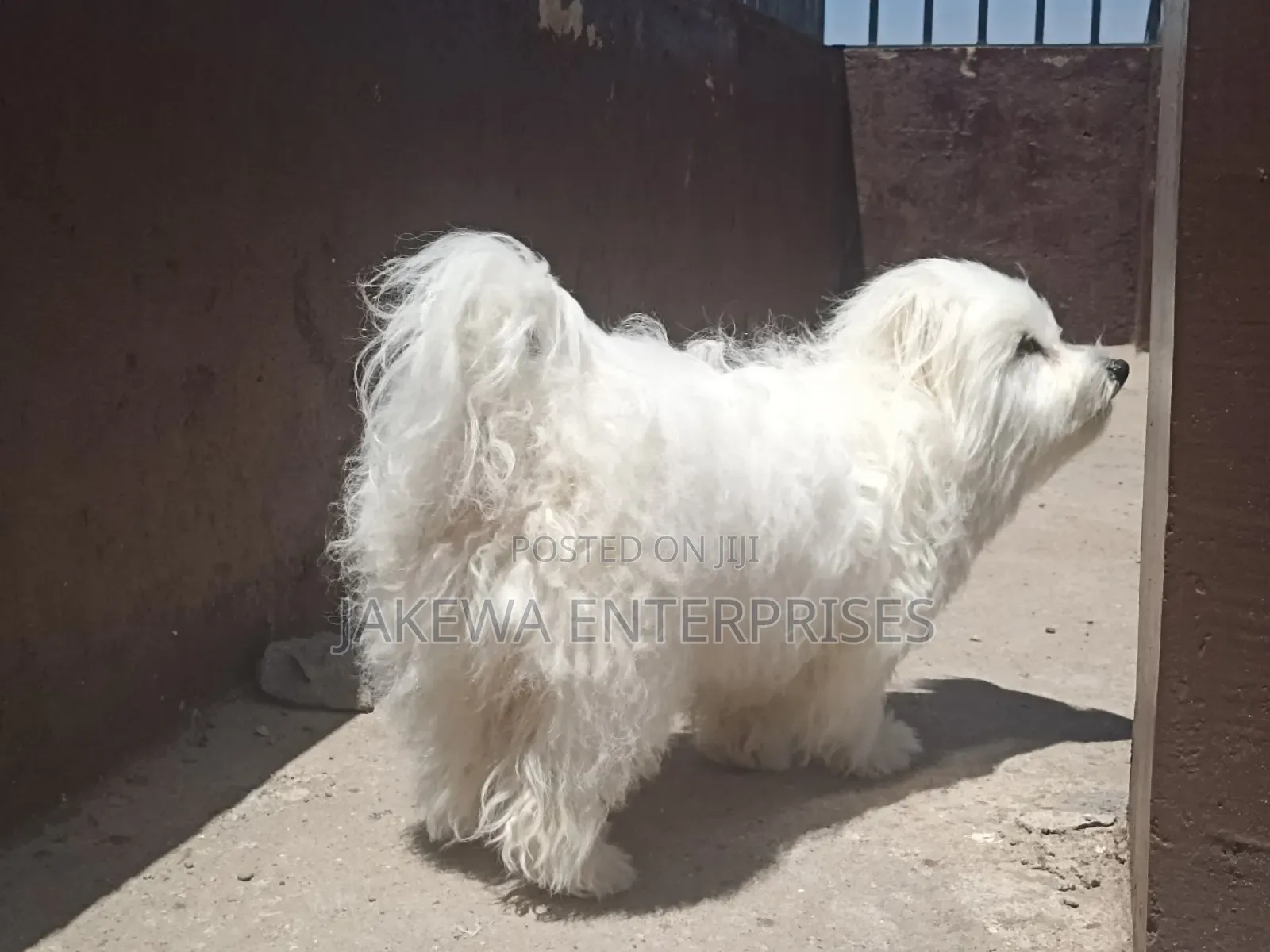 1-3 months Female Purebred Havanese