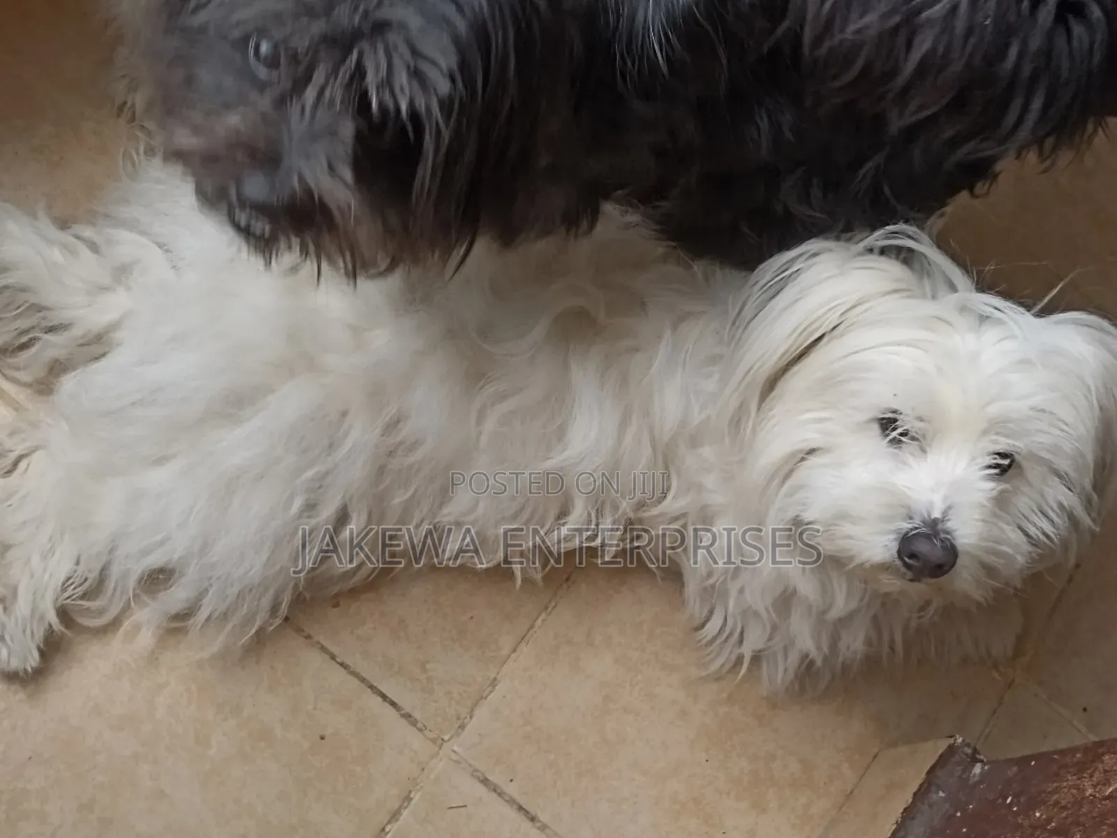 1-3 months Male Purebred Havanese