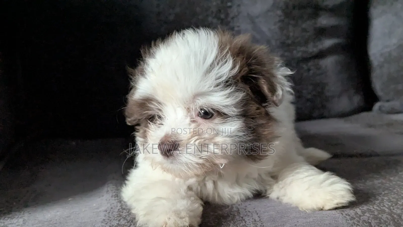 1-3 months Female Purebred Havanese