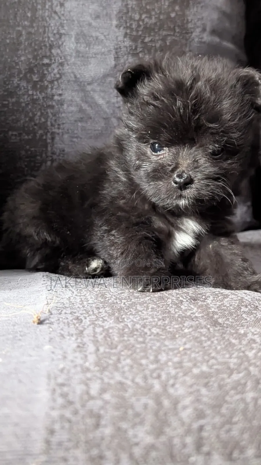 1-3 months Male Purebred Havanese