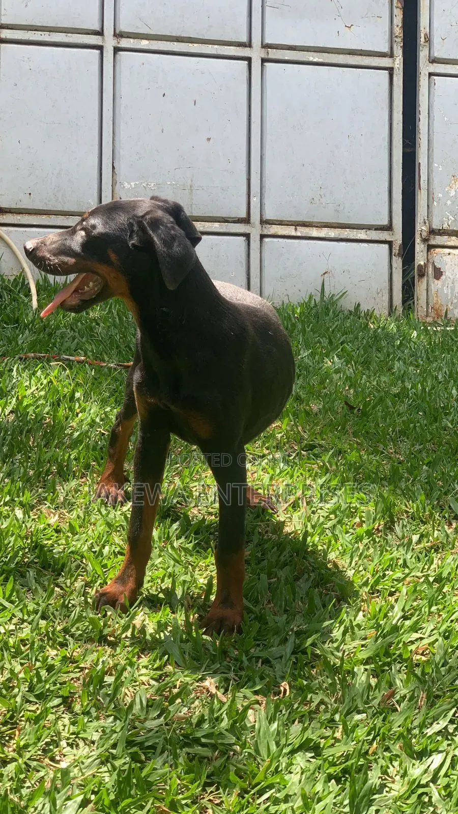 1-3 months Male Purebred Doberman Pinscher