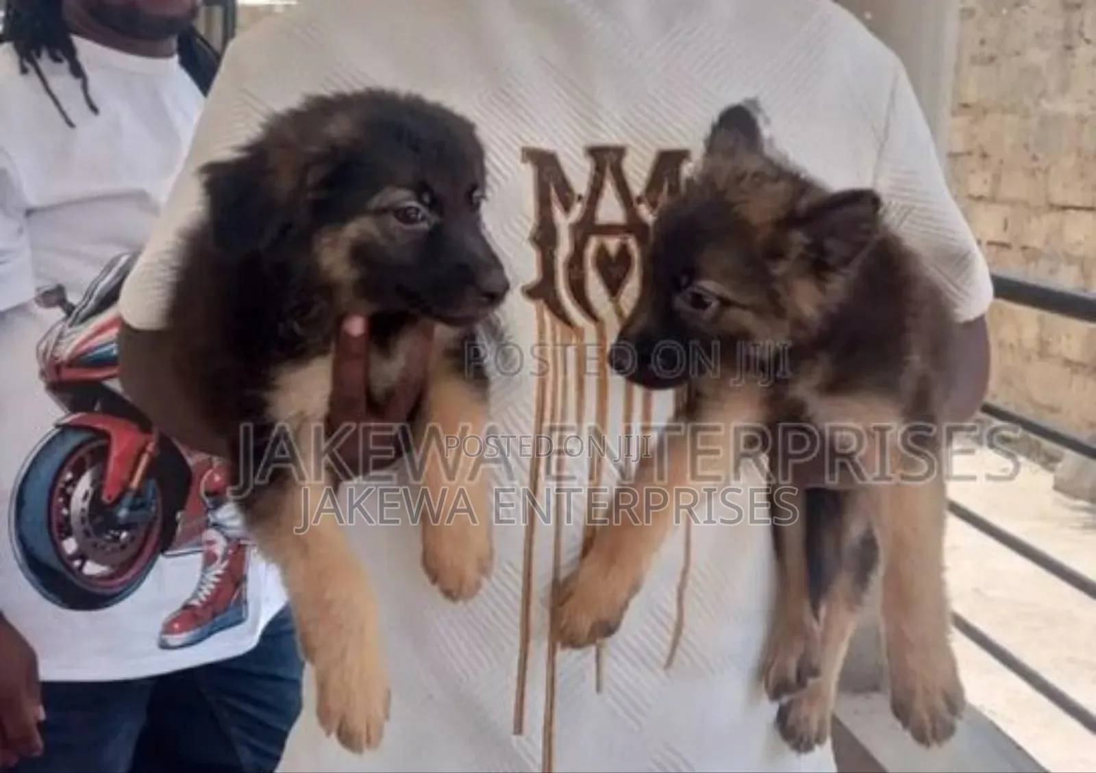 1-3 months Female Purebred German Shepherd
