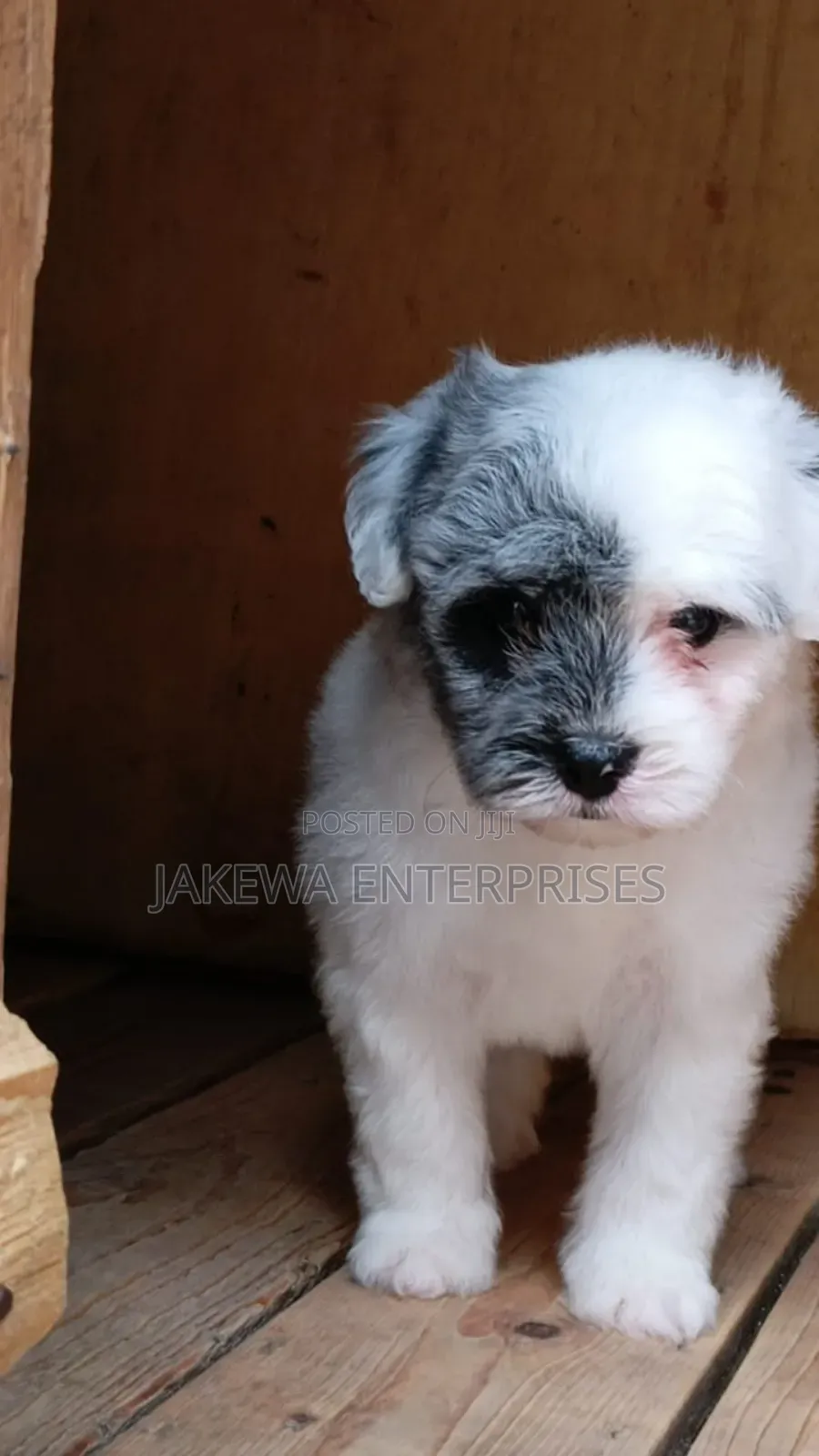 1-3 months Male Purebred Havanese