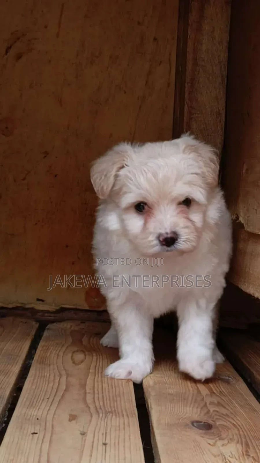 1-3 months Female Purebred Havanese