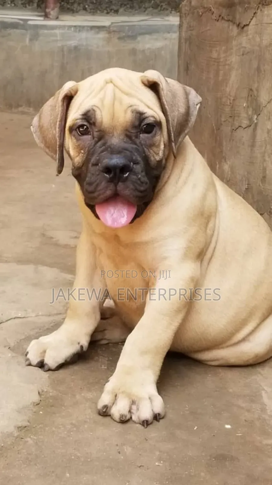 1-3 months Male Purebred Boerboel