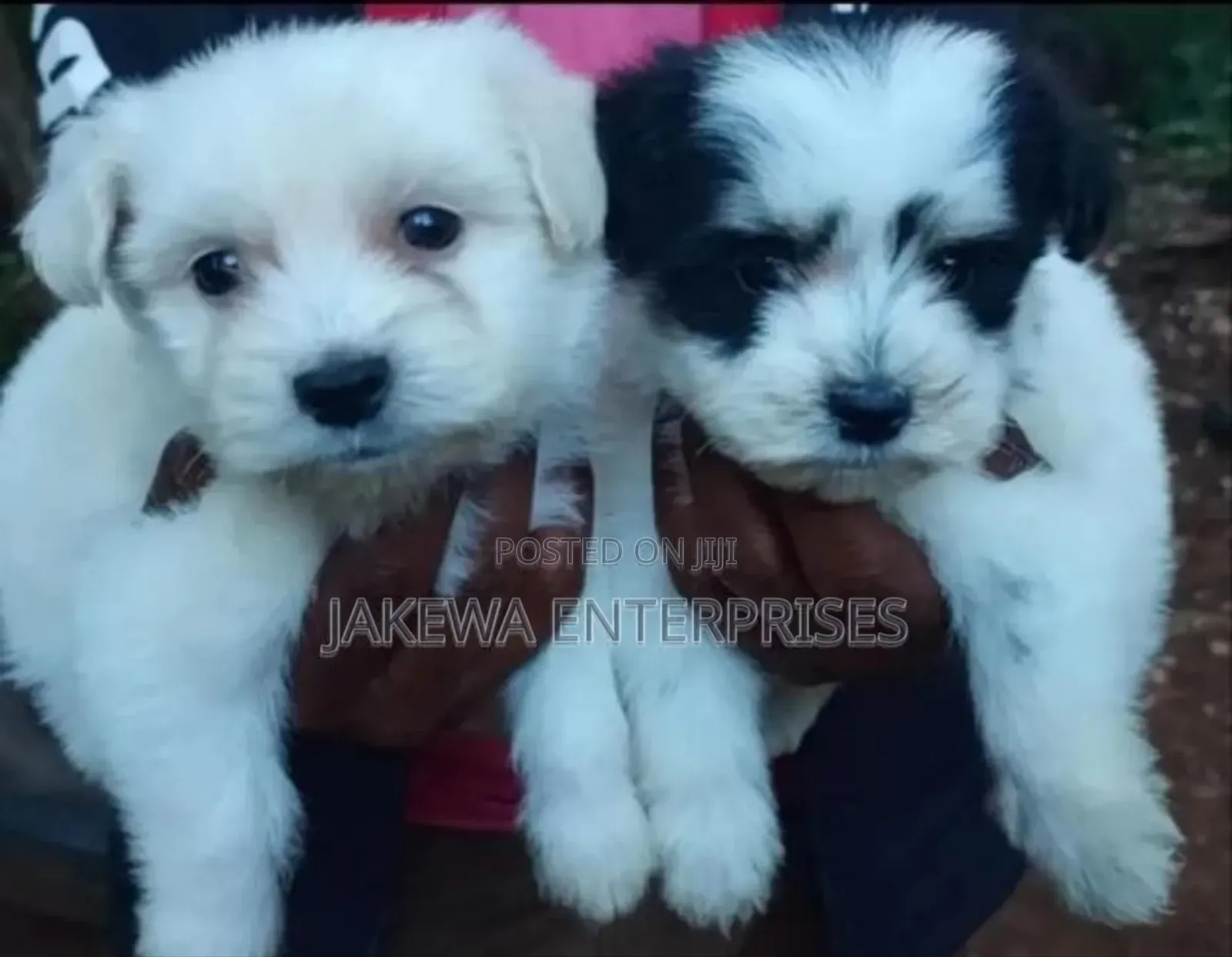 1-3 months Male Purebred Havanese