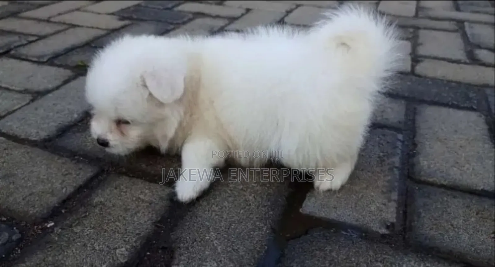 1-3 months Male Purebred Havanese