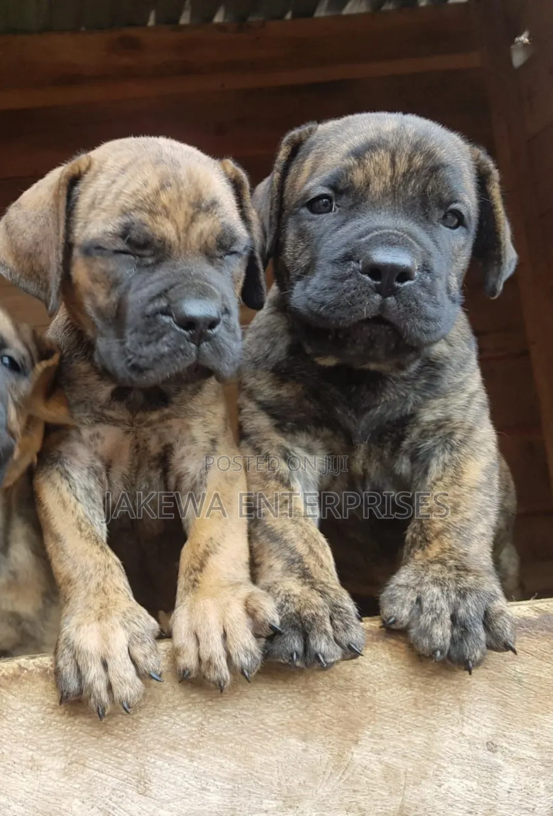 1-3 months Male Purebred Boerboel