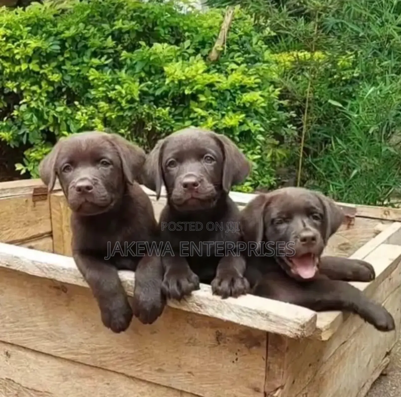 1-3 months Female Purebred Labrador Retriever