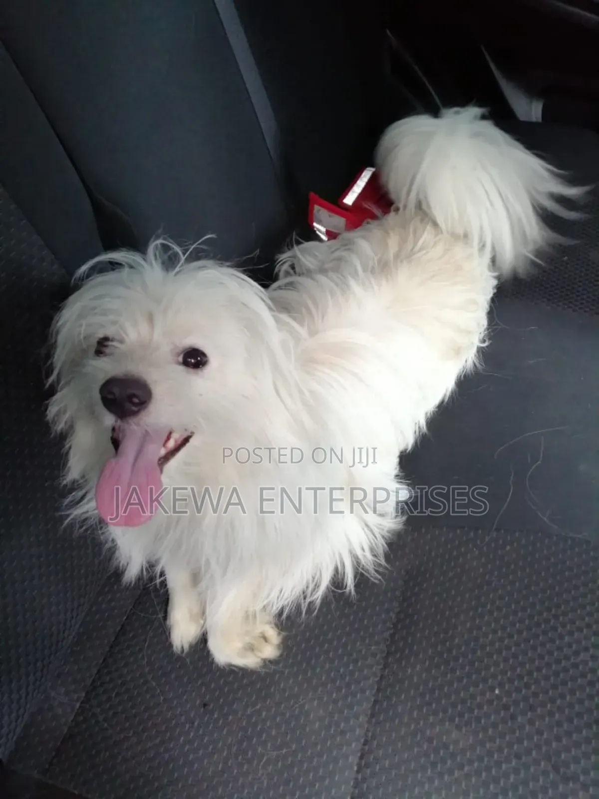3-6 months Female Purebred Maltese