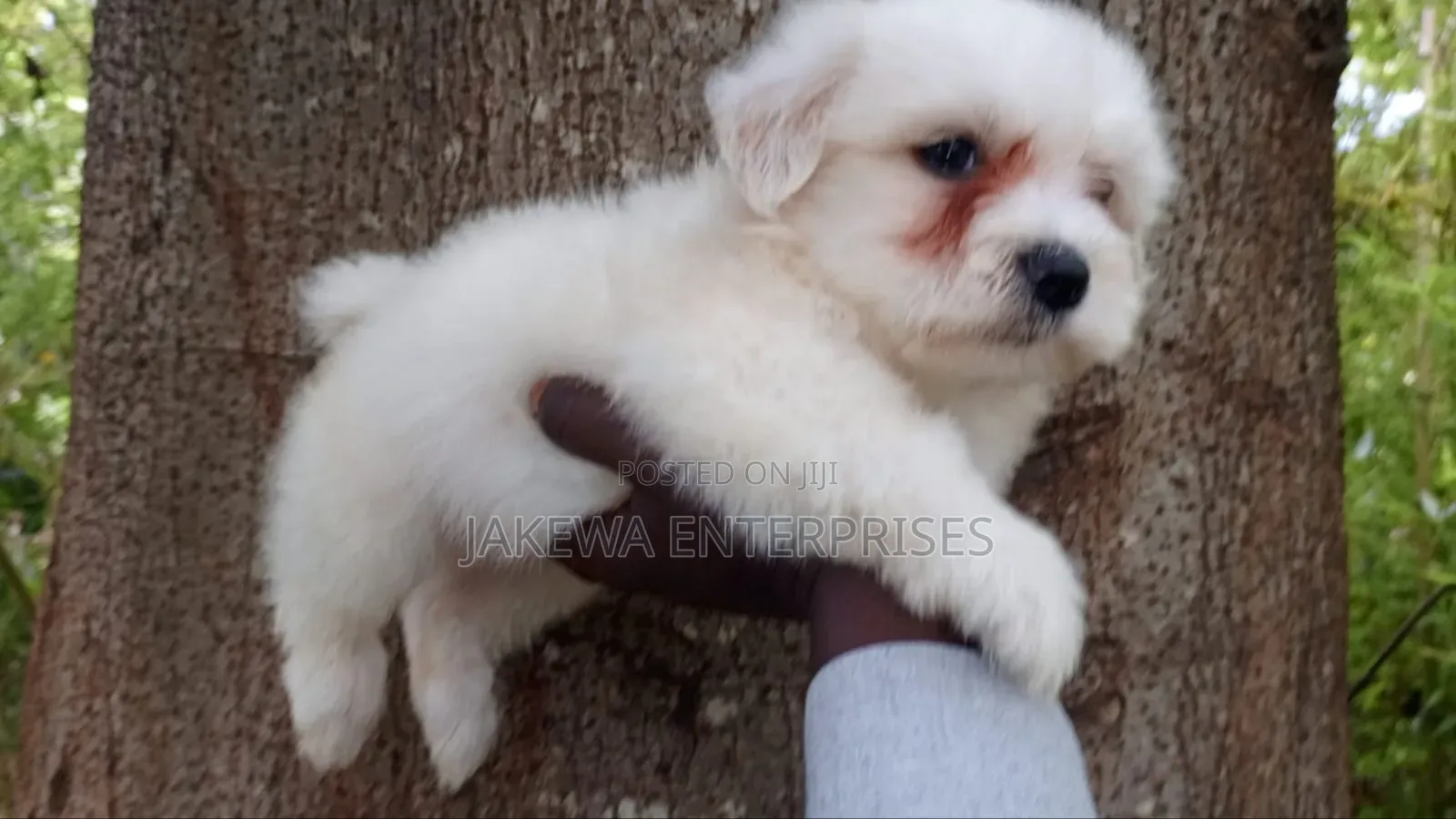 1-3 months Male Purebred Havanese