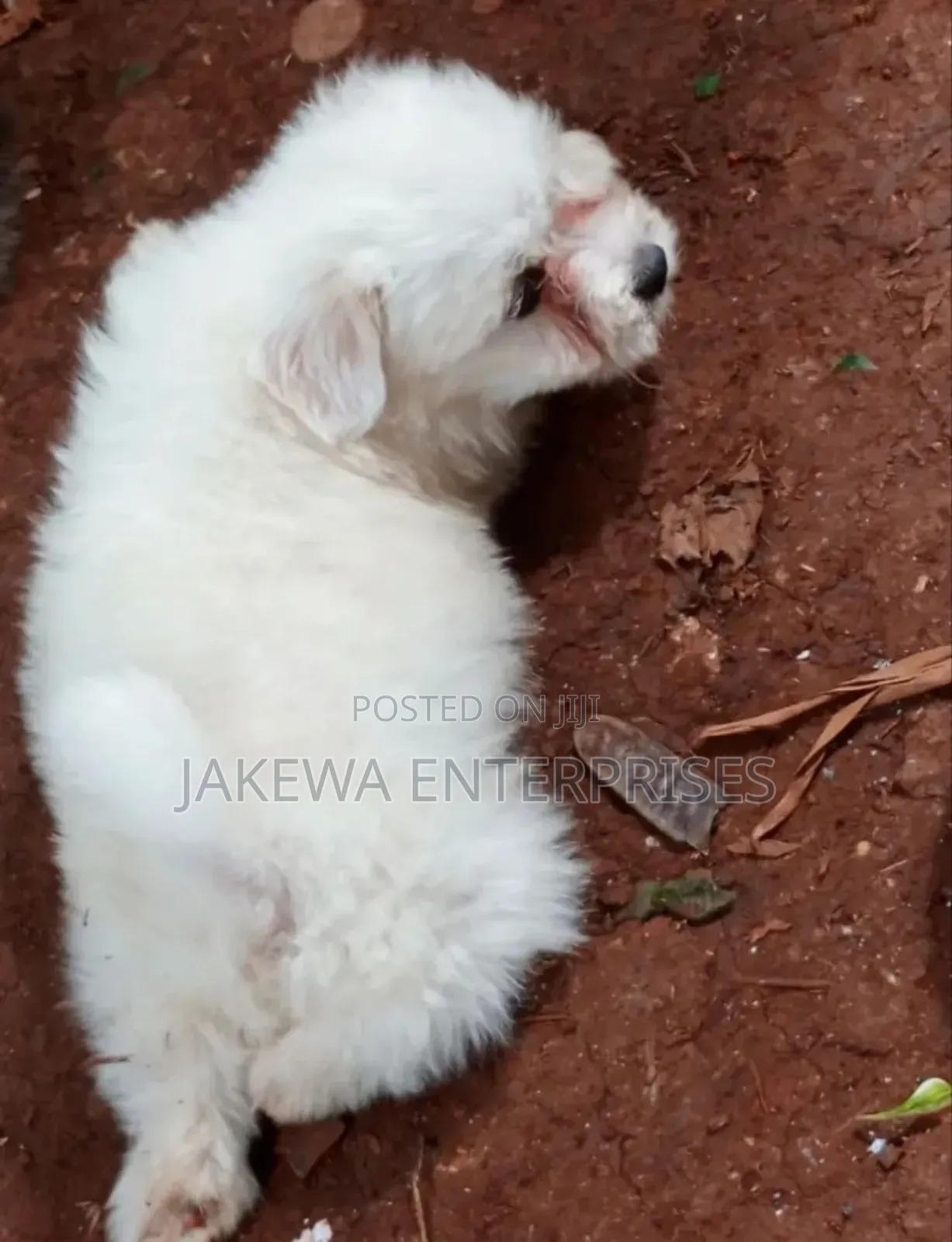1-3 months Male Purebred Havanese