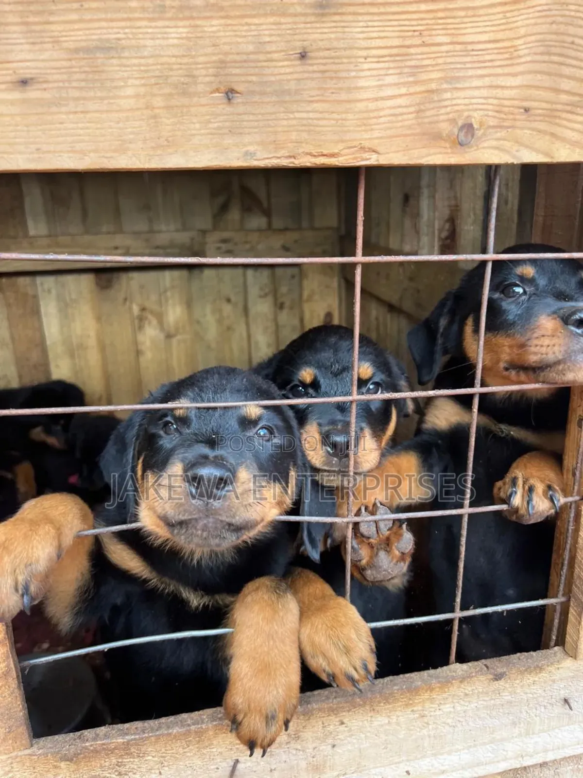 1-3 months Male Purebred Rottweiler