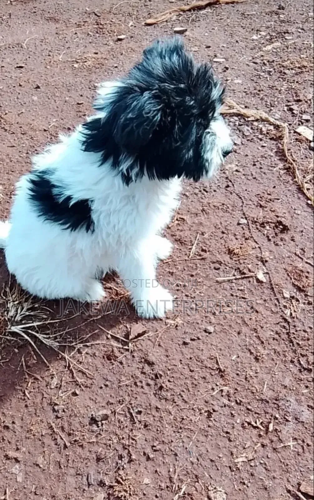 1-3 months Male Purebred Havanese