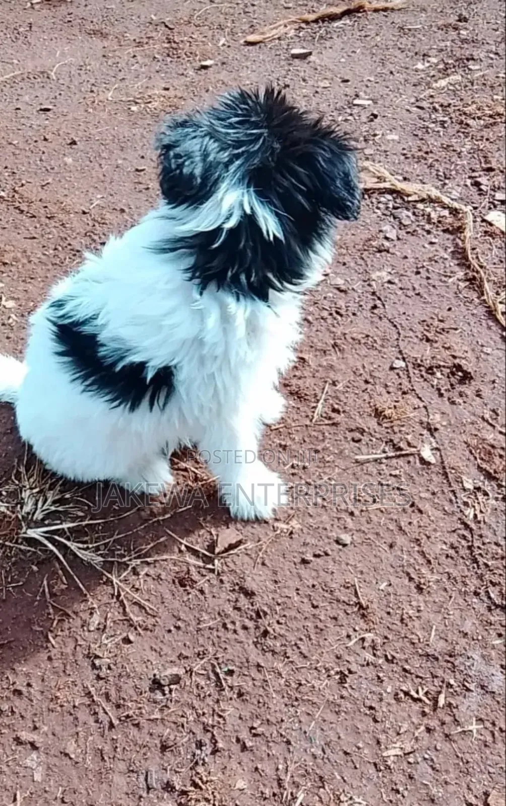 1-3 months Male Purebred Havanese