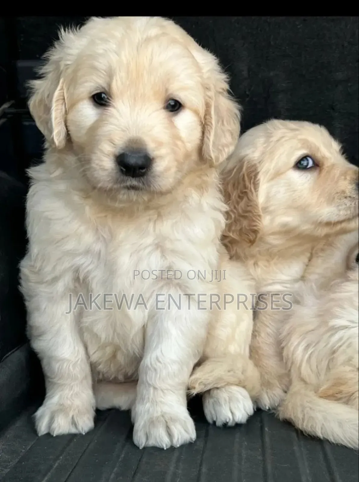 1-3 months Male Purebred Golden Retriever