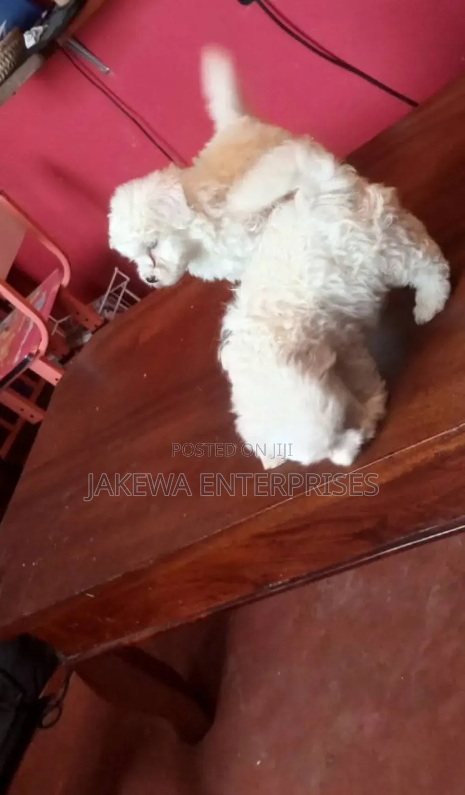 1-3 months Male Purebred Havanese