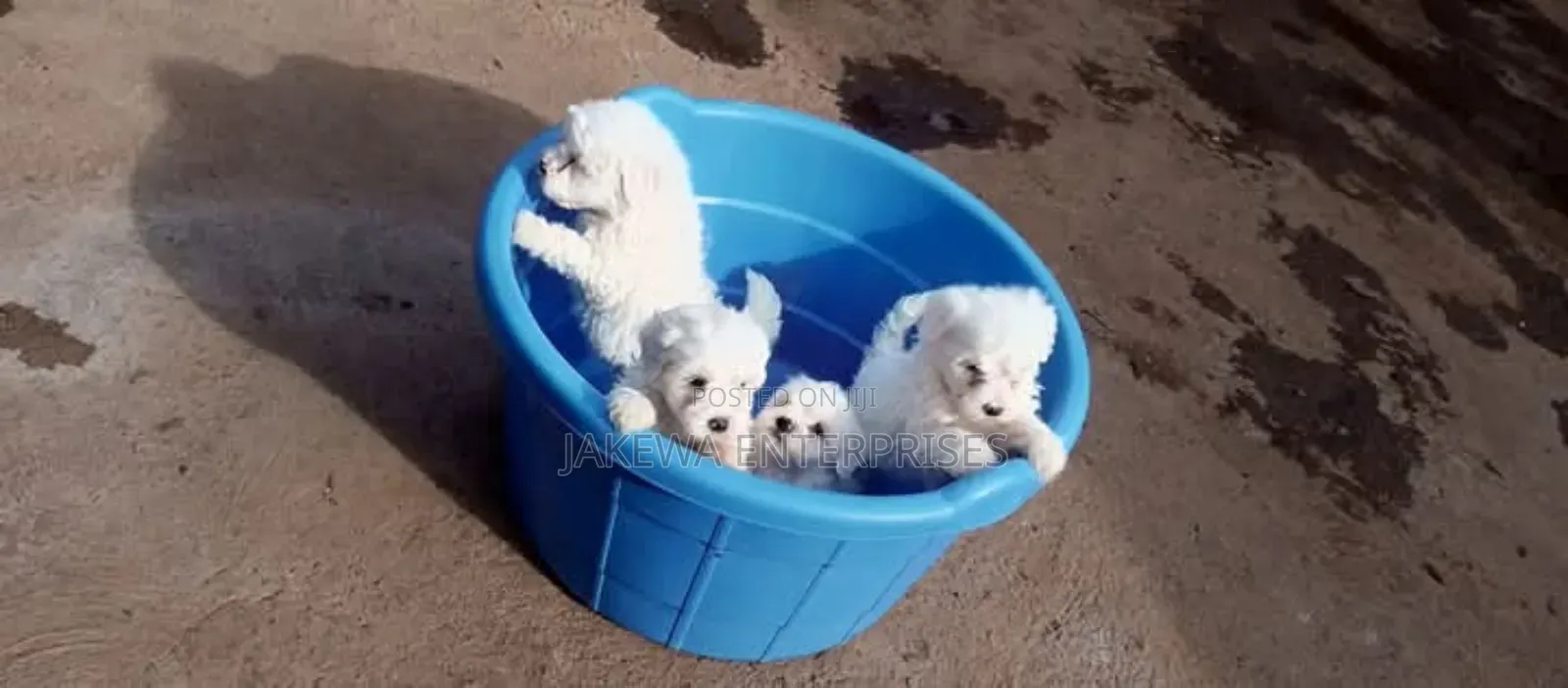 1-3 months Male Purebred Havanese