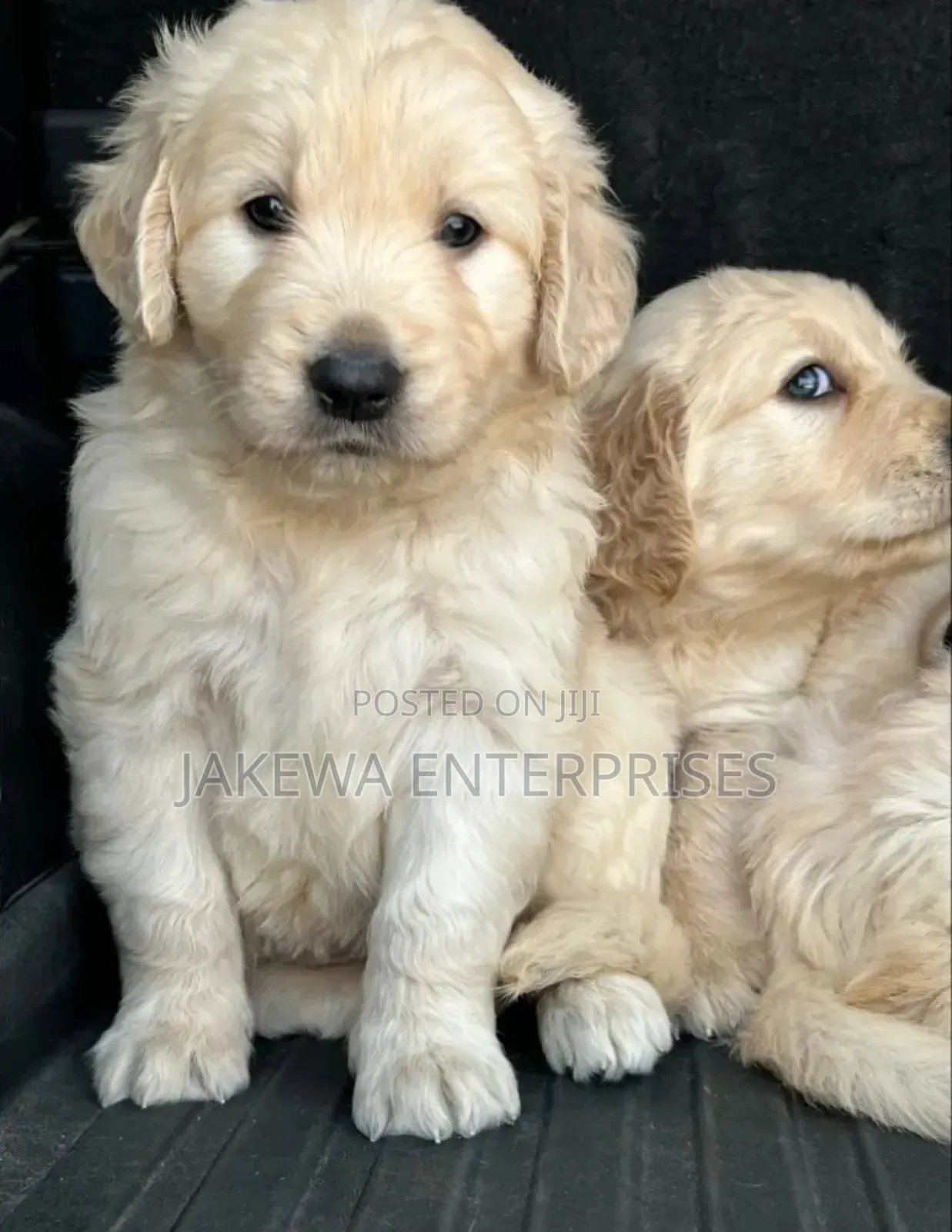1-3 months Male Purebred Golden Retriever