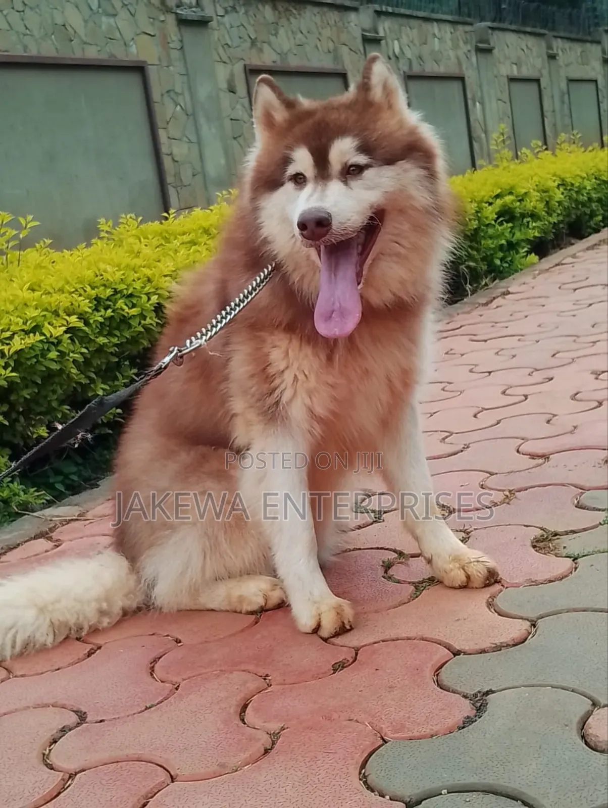 1+ year Male Purebred Siberian Husky